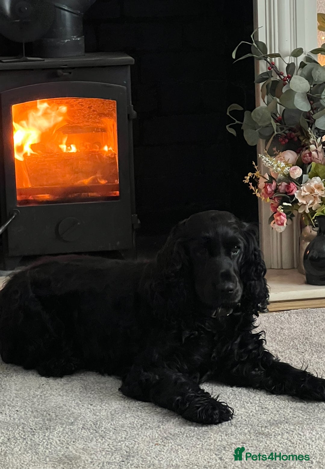 Cocker Spaniel dogs for sale: Show Cocker Spaniel Puppies - Advert 11