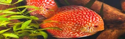 Discus fish for sale: Breeding pair of Checkerboard Pigeon Discus - Advert 8