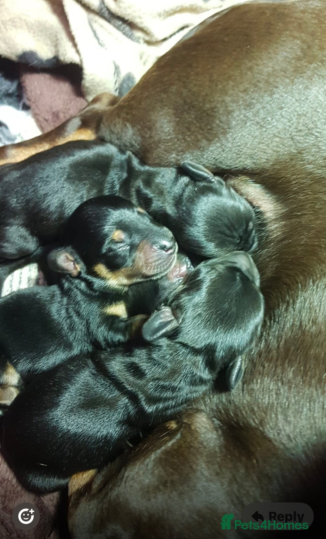 Miniature Dachshund dogs for stud: KC Reg Black/cream,proven,gorgeous boy stud only  - Advert 23