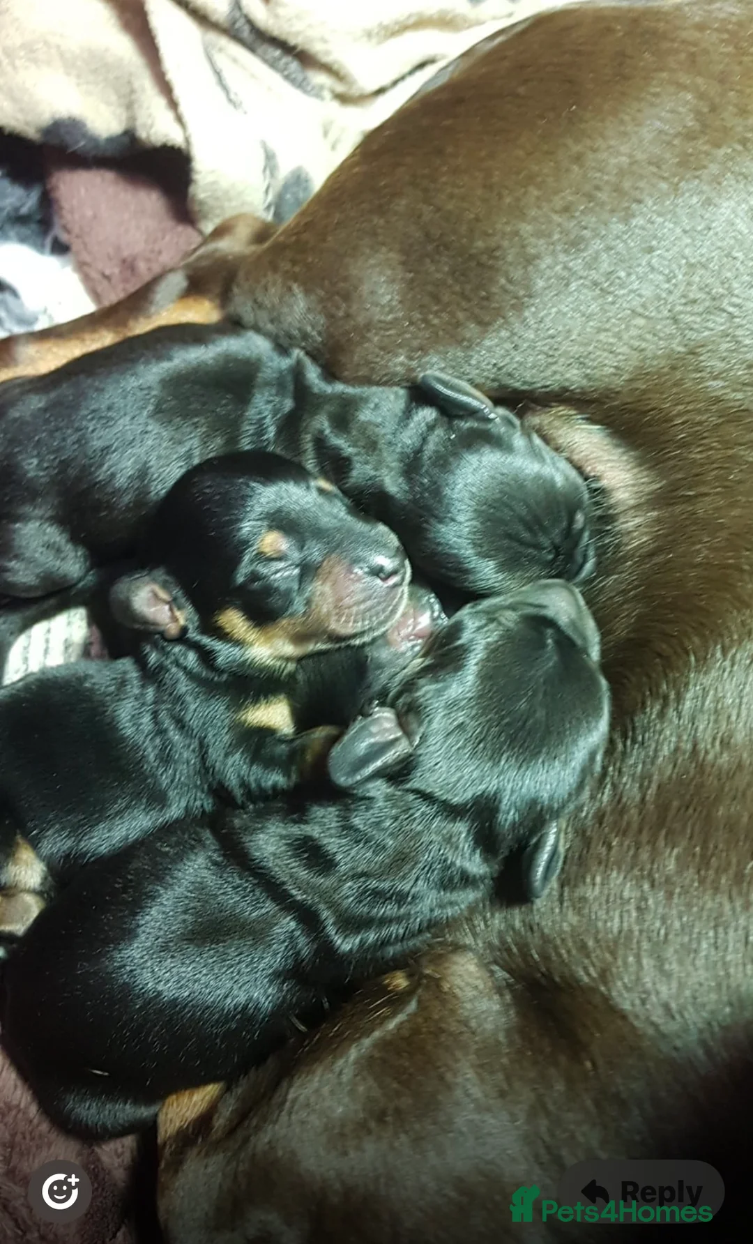 Miniature Dachshund dogs for stud: KC Reg Black/cream,proven,gorgeous boy stud only  - Advert 30