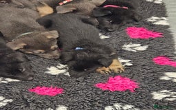 German Shepherd dogs for sale: German shepherd puppies  - Image 2