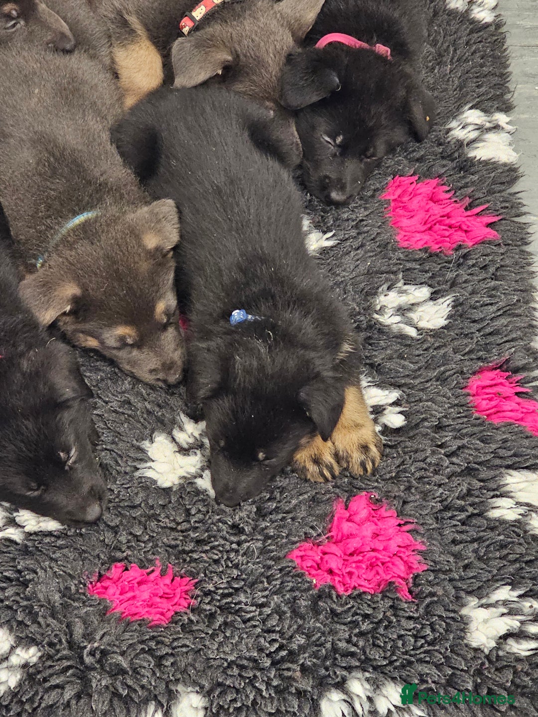 German Shepherd dogs for sale: German shepherd puppies  - Image 2