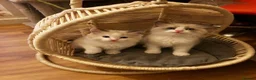 Ragdoll cats for sale: Bicolour ragdoll kittens  - Advert 2