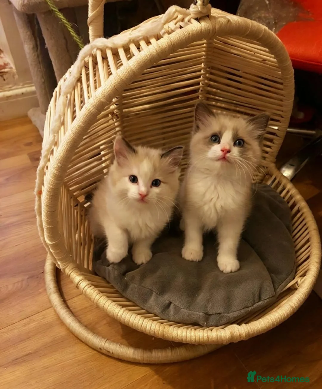 Ragdoll cats for sale: Bicolour ragdoll kittens  - Advert 2