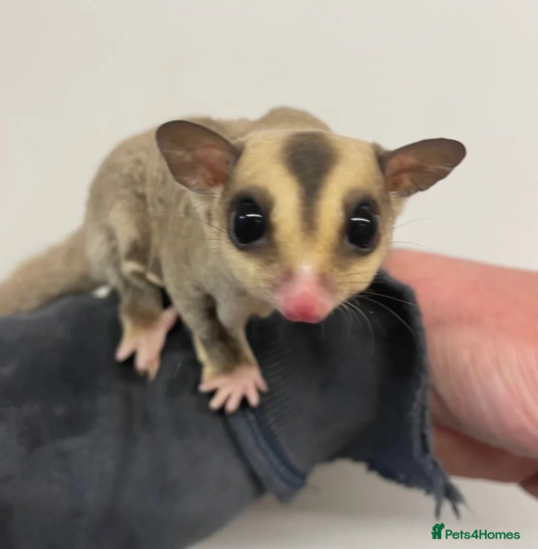 Sugar Glider rodents for sale: 2 female sugar gliders  - Advert 5