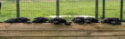 Labrador Retriever dogs for sale: READY TO LEAVE! 1 Black bitch 1 yellow dog left - Advert 4