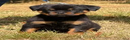 Rottweiler dogs for sale: 🤩 Elite Level XXL Rottweiler puppies 🤩 - Advert 8