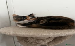 Ragcoon cats for sale: Beautiful ragcoon kittens - Image 17