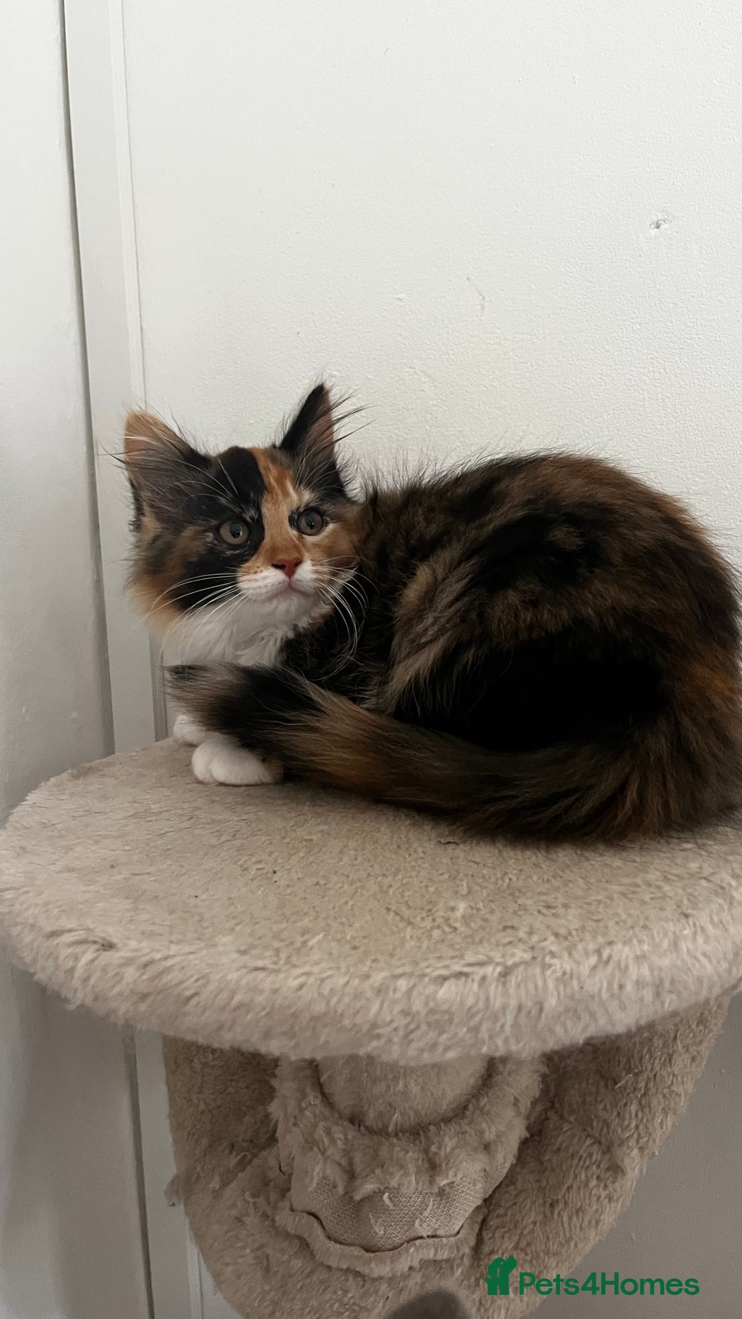 Ragcoon cats for sale: Beautiful ragcoon kittens - Image 17