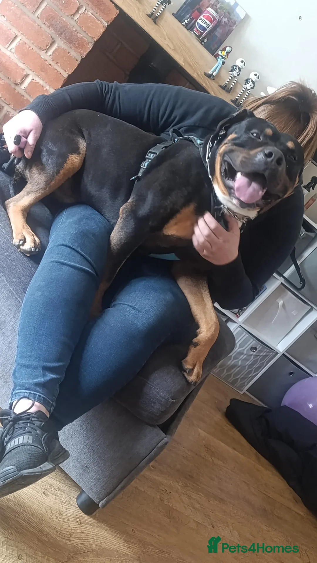 Mixed Breed dogs for sale: Staffey/Rotwiler  in Wednesbury - Advert 2