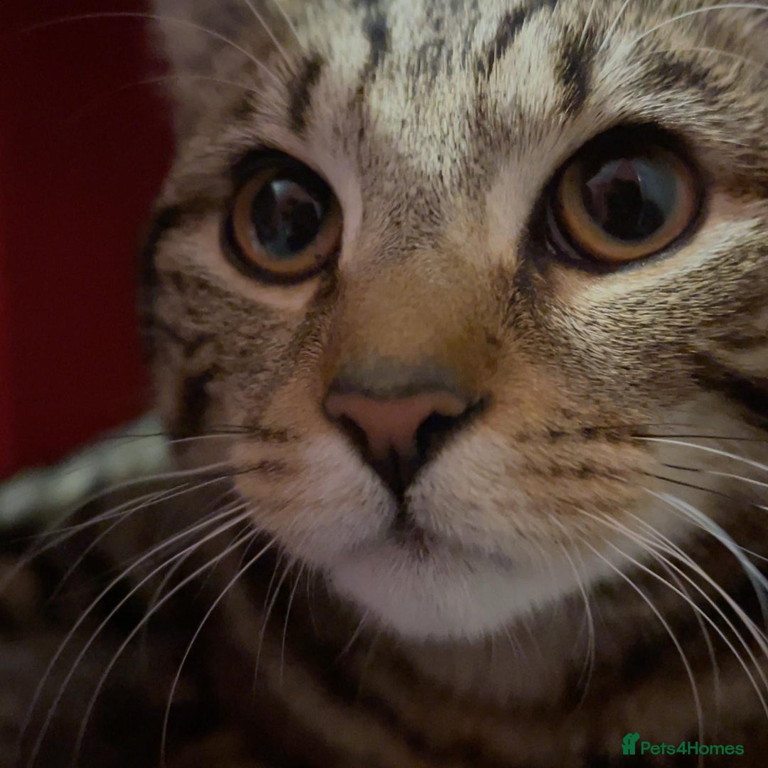 Mixed Breed cats for sale: 6 month old male tabby cat for sale - Advert 3