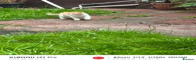 Mixed Breed 1