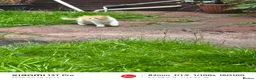 Mixed Breed cats for sale: Ginger and white male kitten  - Advert 4