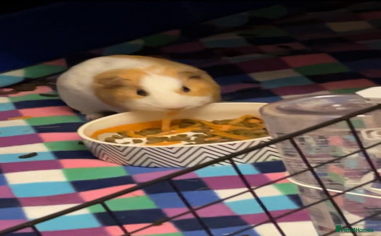Guinea Pig rodents - Advert 1