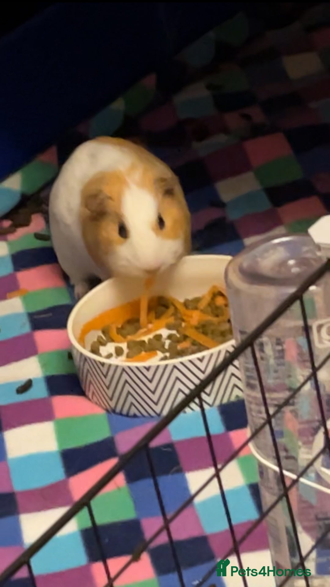 Guinea Pig rodents for sale: Boar for rehoming  - Image 1