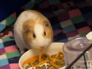 Guinea Pig rodents - Advert 26