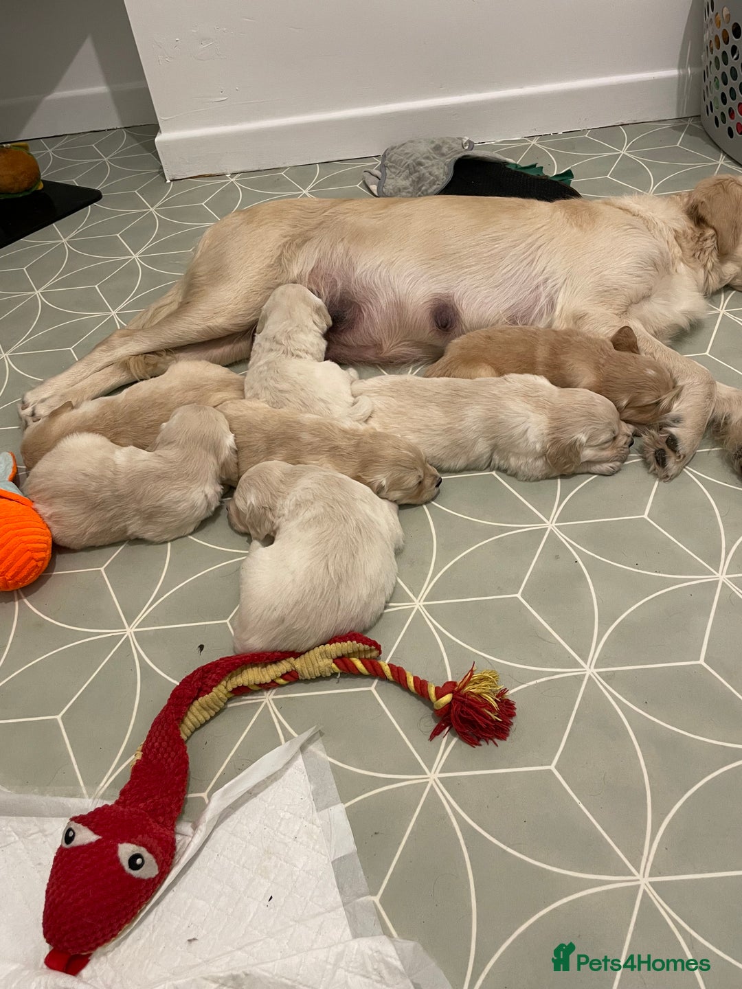 Golden Retriever dogs for sale: Gorgeous golden retriever puppies  - Advert 5