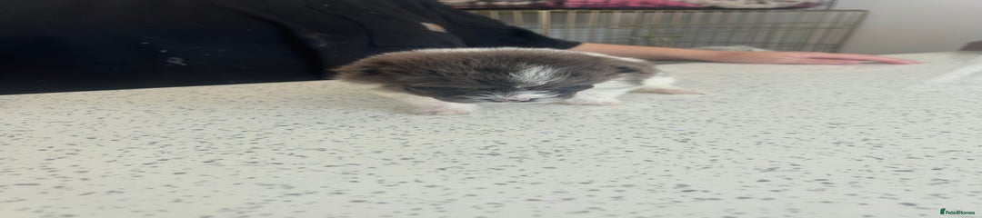 Male Pomachon
