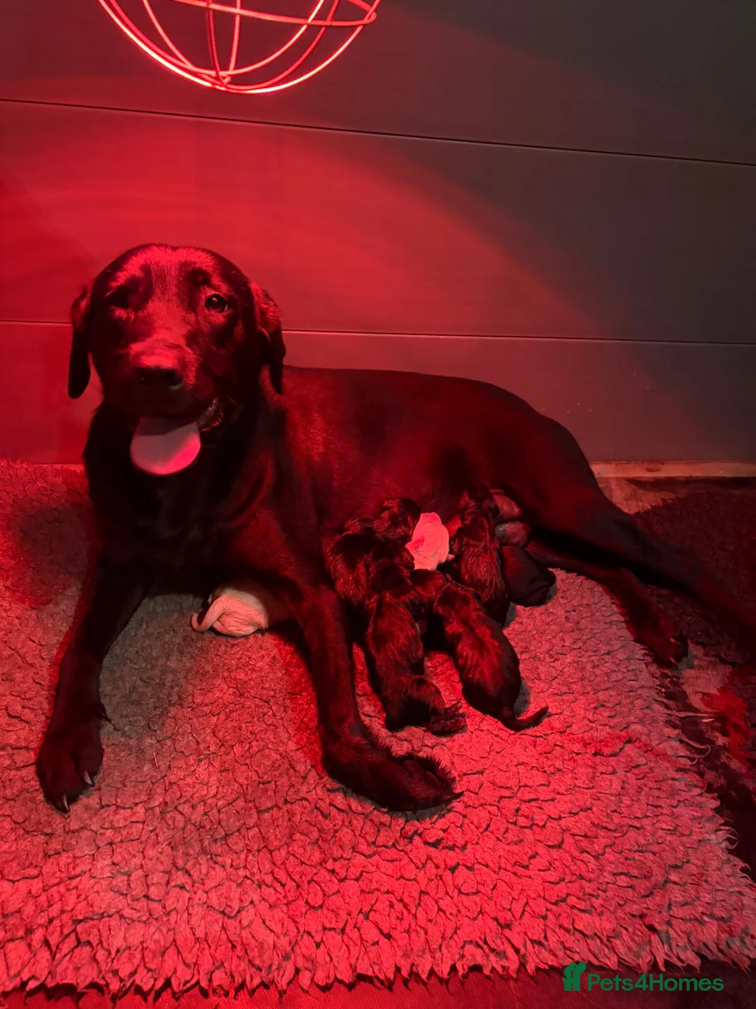 Labrador Retriever dogs for sale: Outstanding FTCH KC registered Labrador puppies  - Advert 1