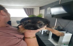 Border Terrier dogs for sale: 2 little sisters  - Image 6