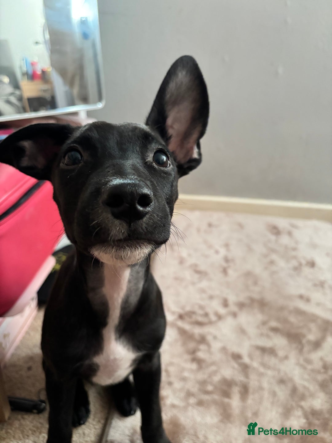 Mixed Breed dogs for sale: 3 puppies for sale - Image 8