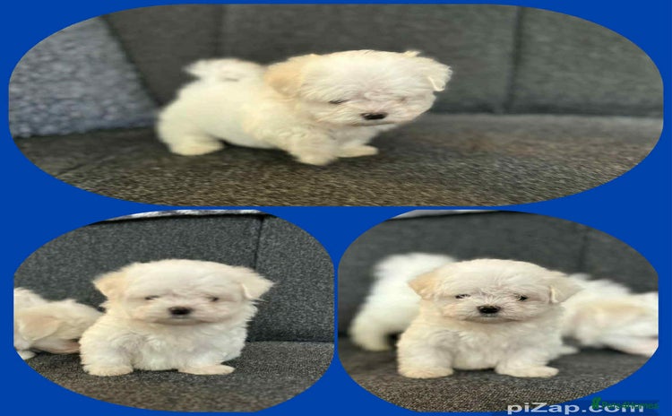 Maltese dogs - Advert 1