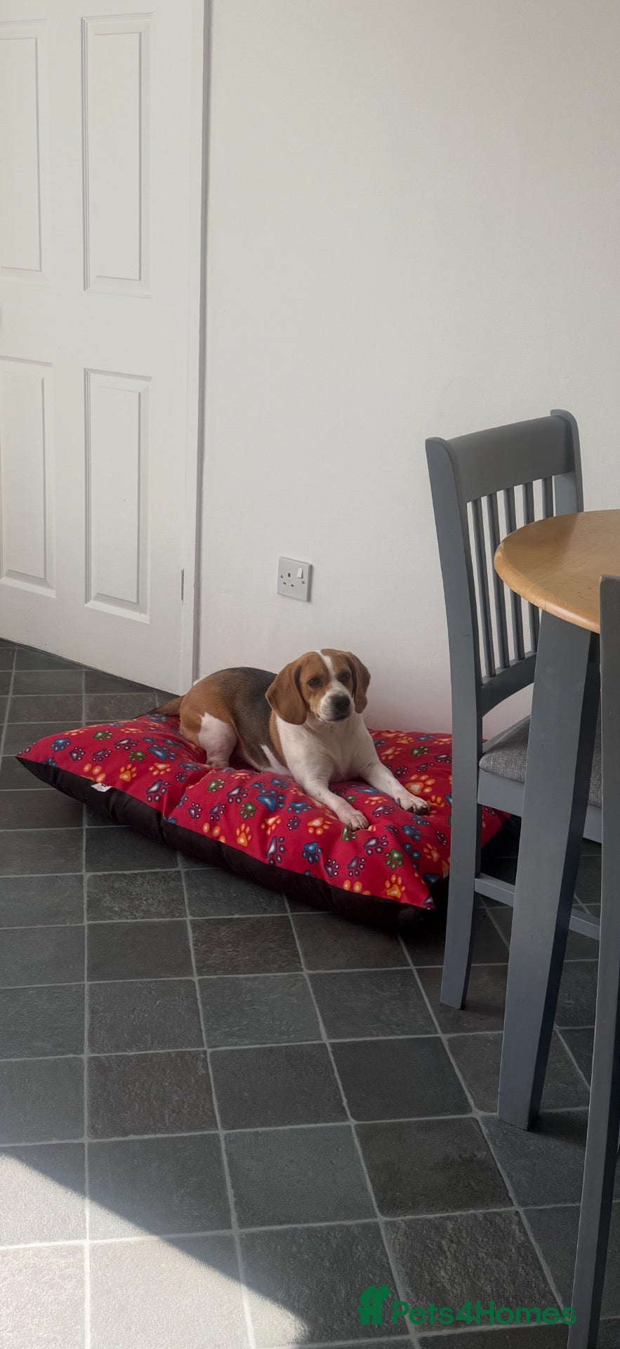 Beagle dogs Female Beagle 2 Years - Advert 1