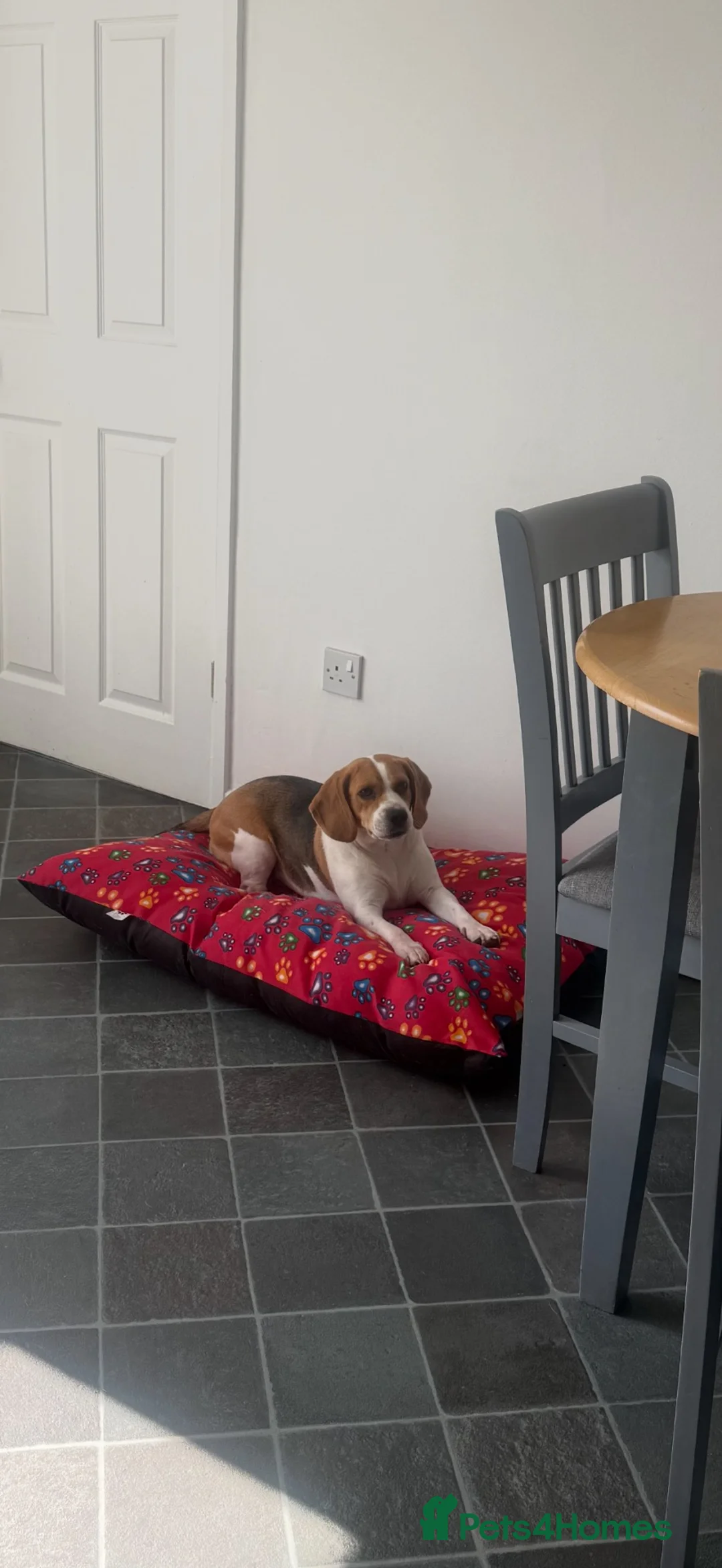Beagle dogs for sale: Female Beagle 2 Years in Sheffield - Advert 1