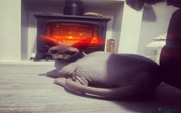 Sphynx cats for sale: Blue Sphynx for rehome  - Image 1