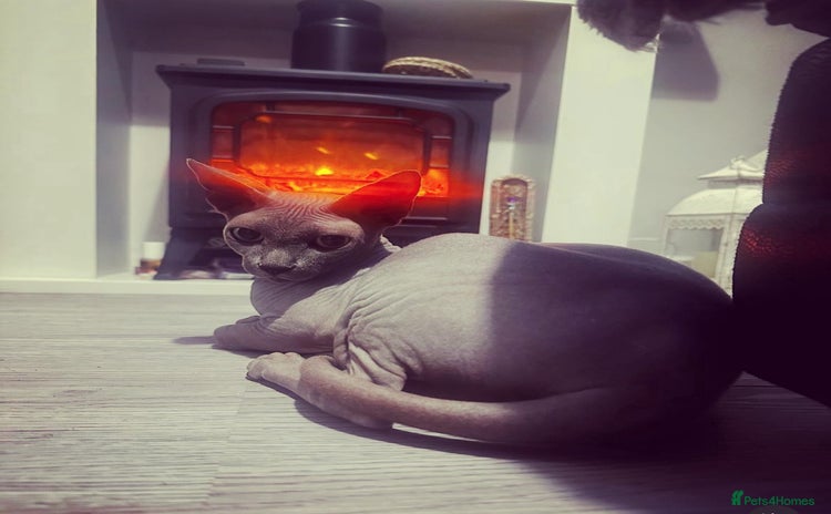 Sphynx cats - Advert 1