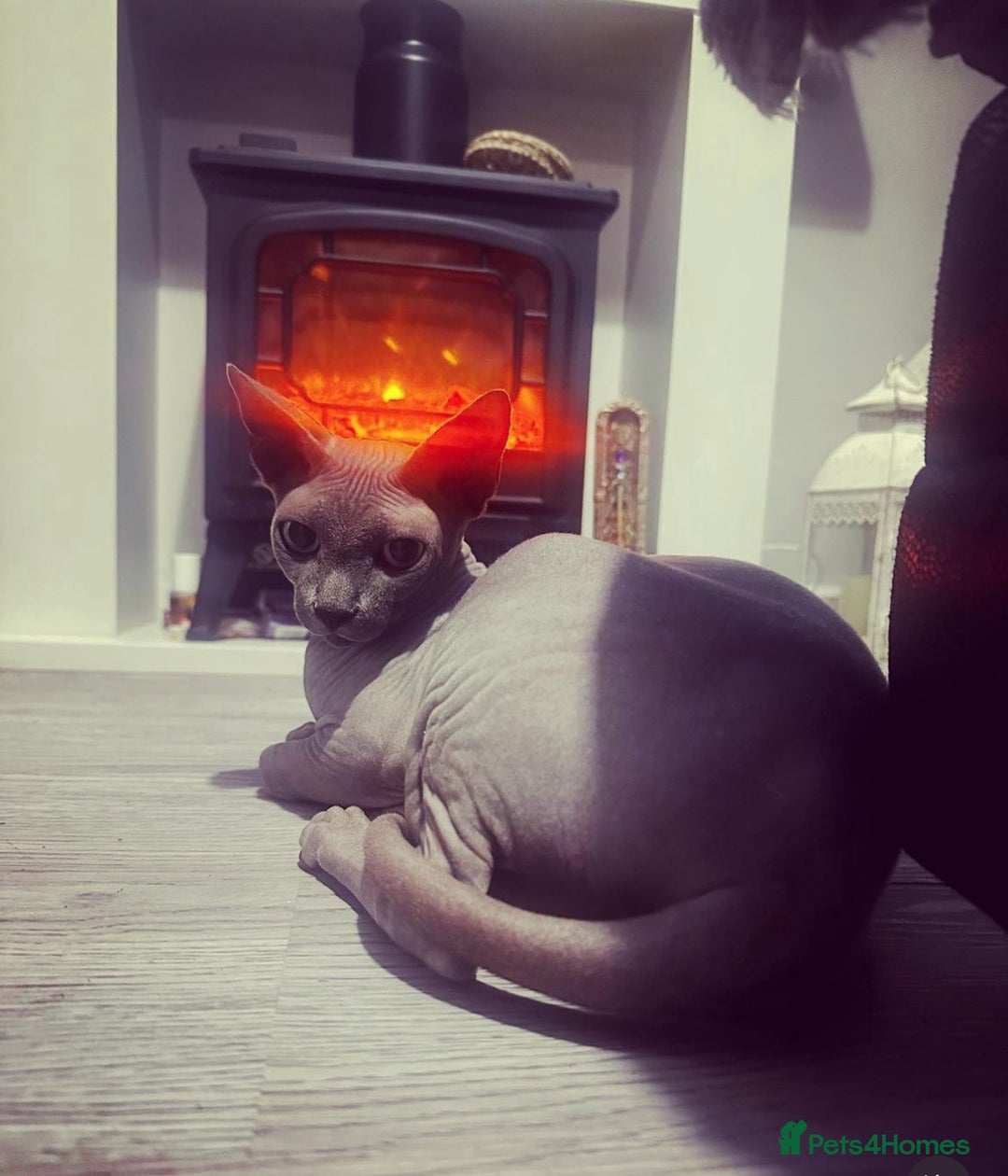 Sphynx cats for sale: Blue Sphynx for rehome  - Image 1