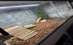 Bearded Dragon reptiles for sale: Bearded dragon - Image 4