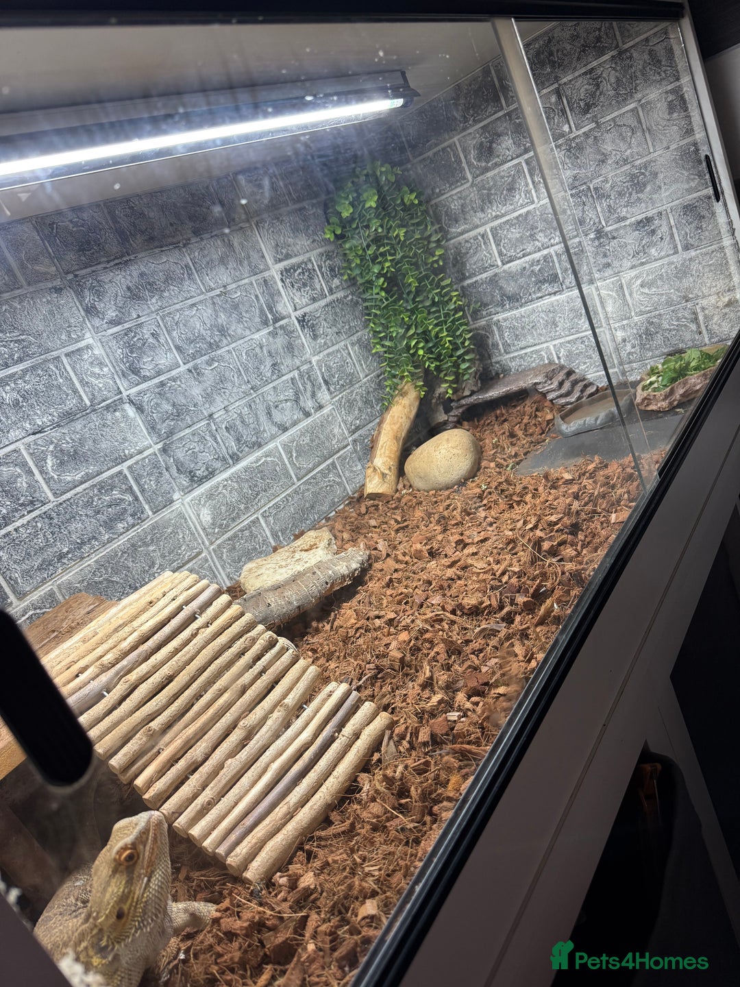 Bearded Dragon reptiles for sale: Bearded dragon - Image 4