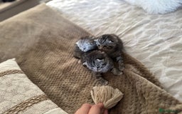 British Shorthair cats for sale: Beautiful lilac British shorthair X kittens - Image 9