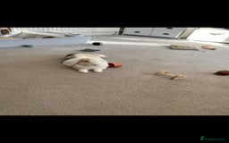 Mini Lop rabbits for sale: Holland lop or mini lop rabbit  - Image 2