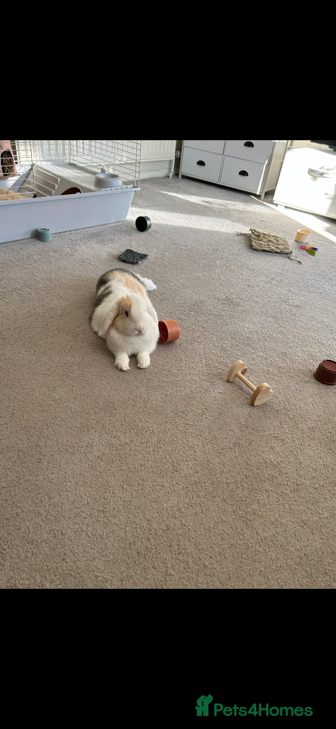 Mini Lop rabbits for sale: Holland lop or mini lop rabbit  - Image 2