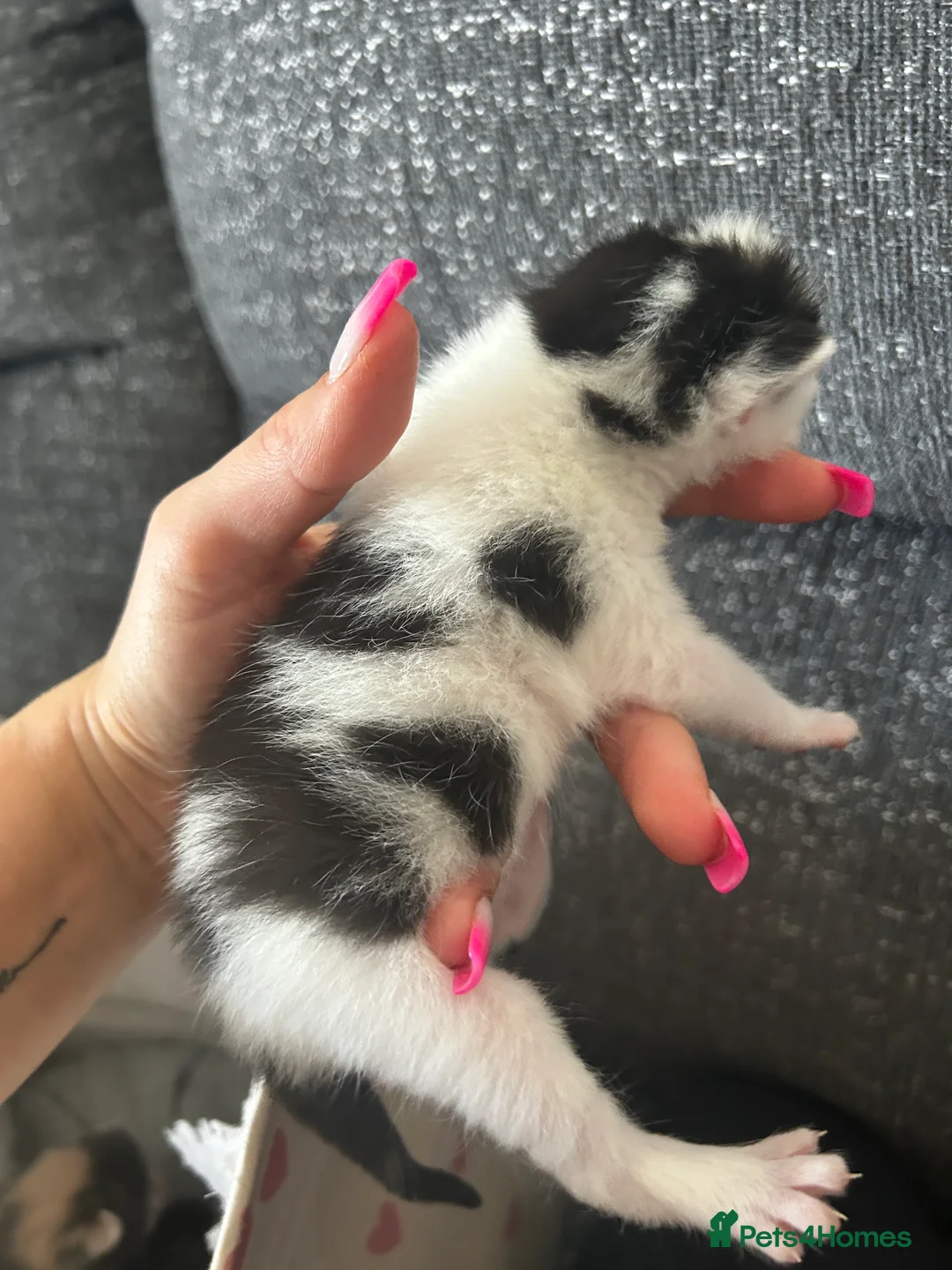 Mixed Breed cats for sale: Kittens for sale  - Advert 23