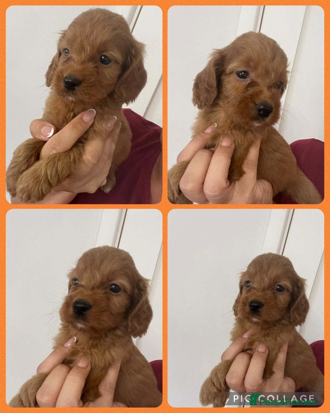 Cockapoo dogs for sale: STUNNING RED F1 COCKAPOO PUPPIES - Image 15