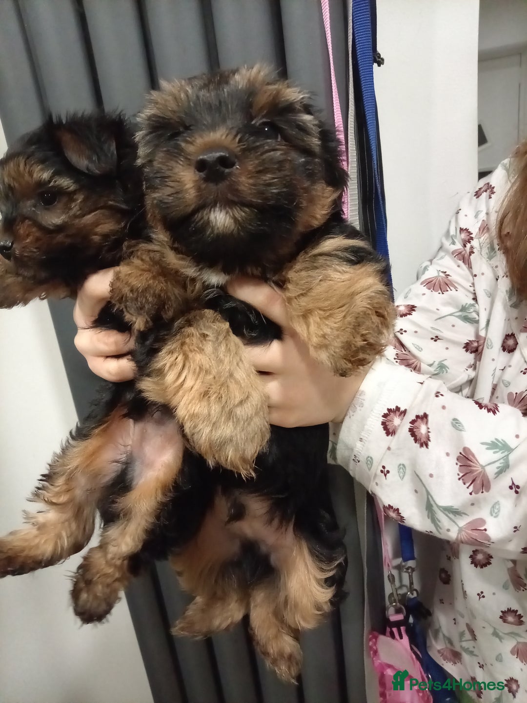 Chorkie dogs for sale: Two amazing Yorkie boys - Advert 12