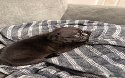 French Bulldog dogs for sale: French bulldogs  - Image 1