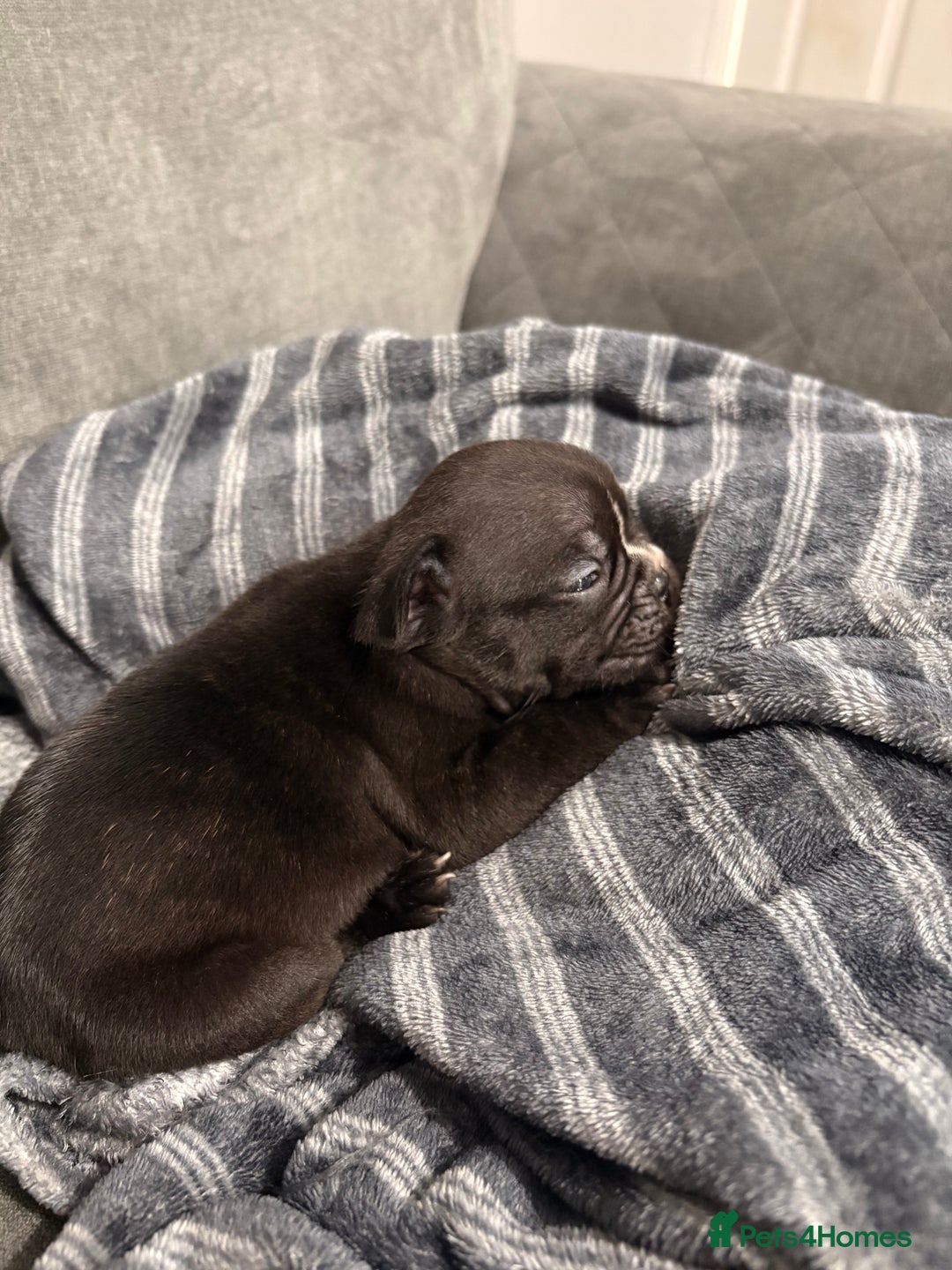 French Bulldog dogs for sale: French bulldogs  - Image 1