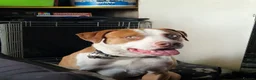 Mixed Breed dogs for sale: Chief  - Advert 3