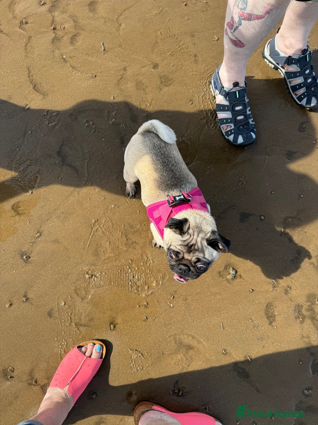 Pug dogs for sale: Loving Pug  - Advert 4