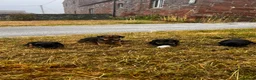 Patterjack dogs for sale: Paterjack puppies for sale  - Advert 2