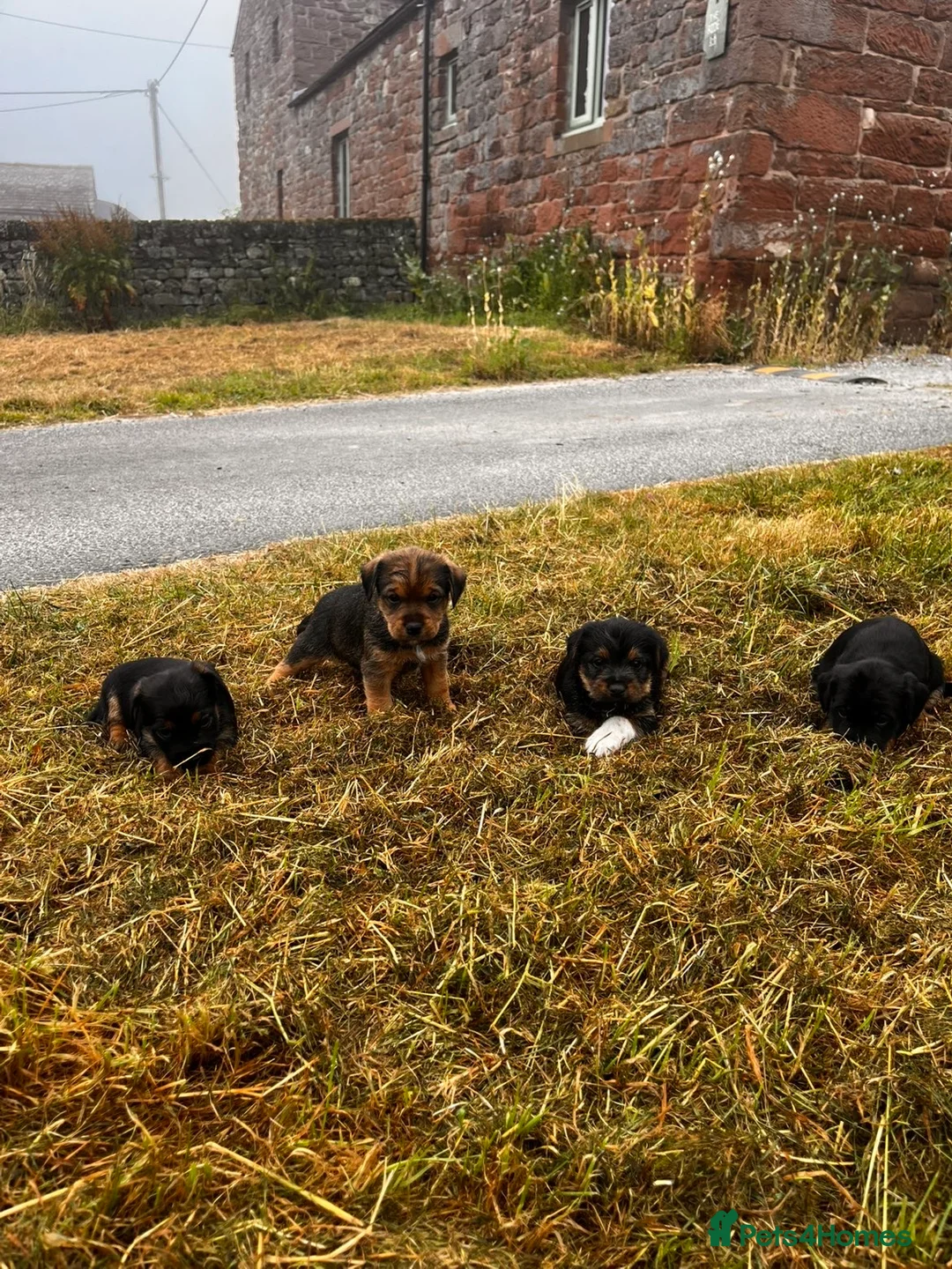Patterjack dogs for sale: Paterjack puppies for sale  - Advert 2