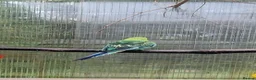 Budgerigars birds for sale: 2 budgies for sale  - Advert 2