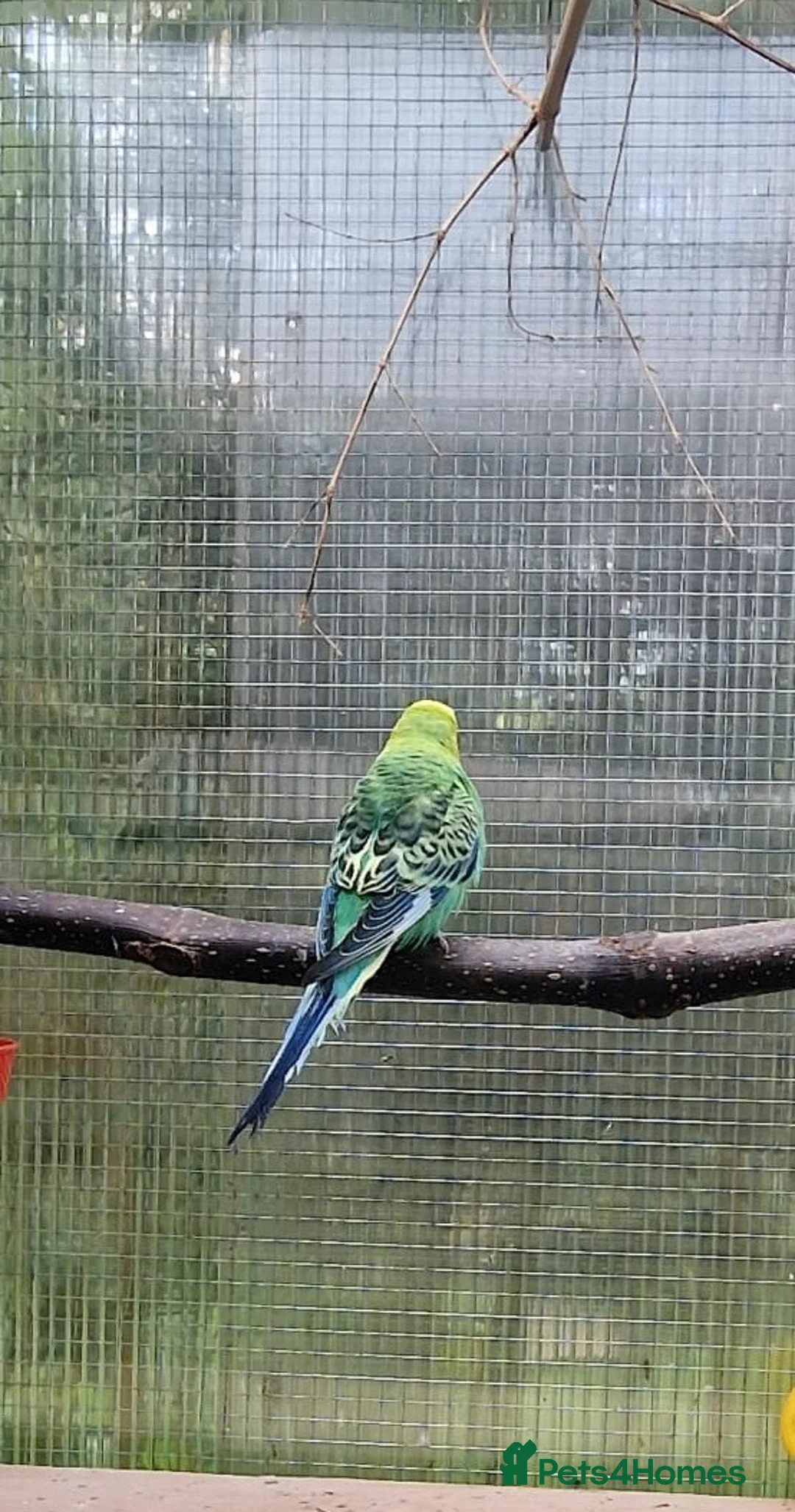 Budgerigars birds for sale: 2 budgies for sale  - Advert 2