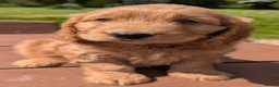 Cockapoo dogs for sale: Quality F1 Cockapoo puppies, Health tested parents - Advert 22