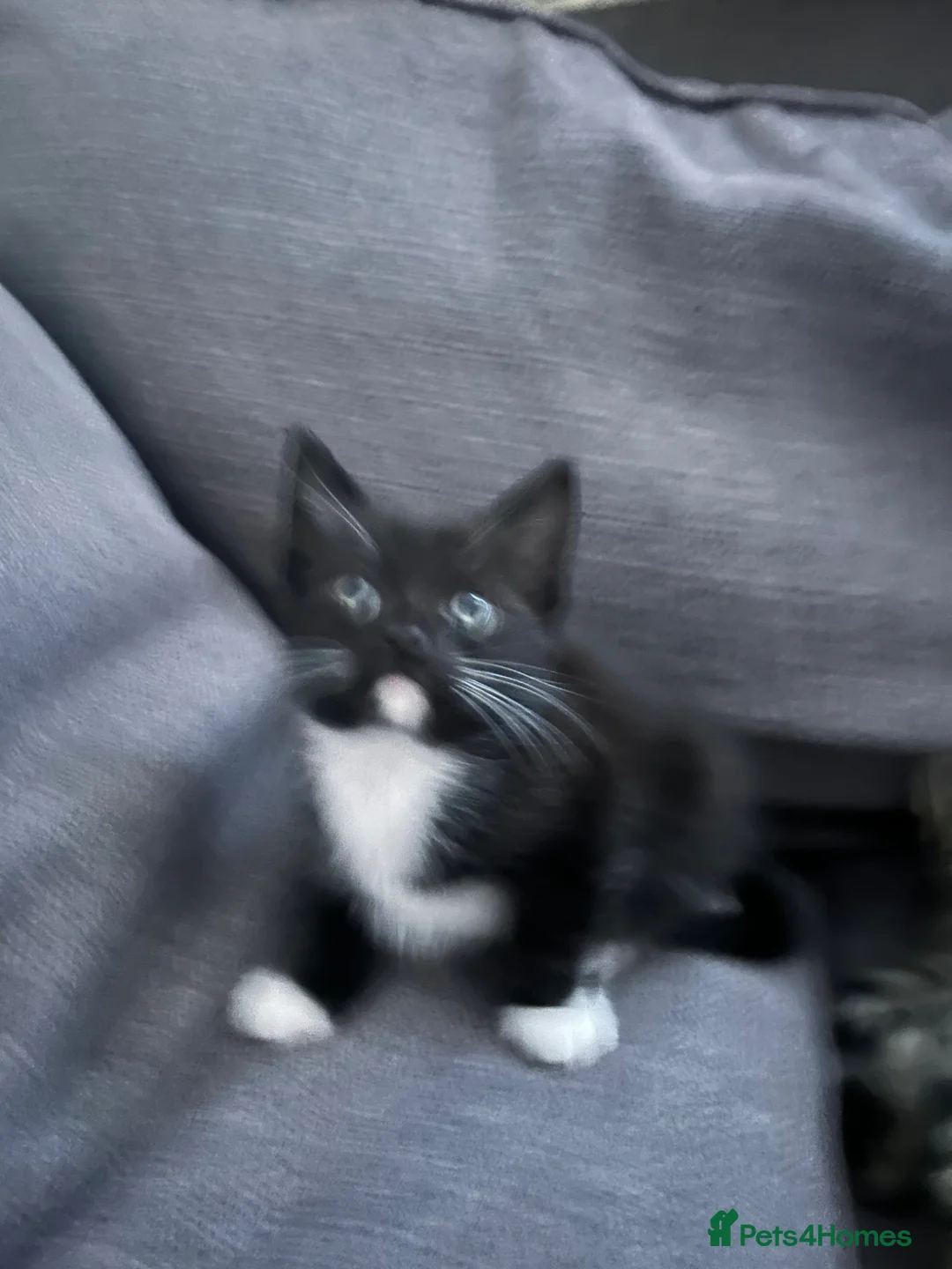 Ragdoll cats for sale: Ragdoll cross kitten (. Two available) - Advert 2