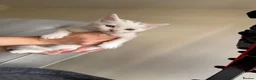 Mixed Breed cats for sale: Kittens  - Advert 12